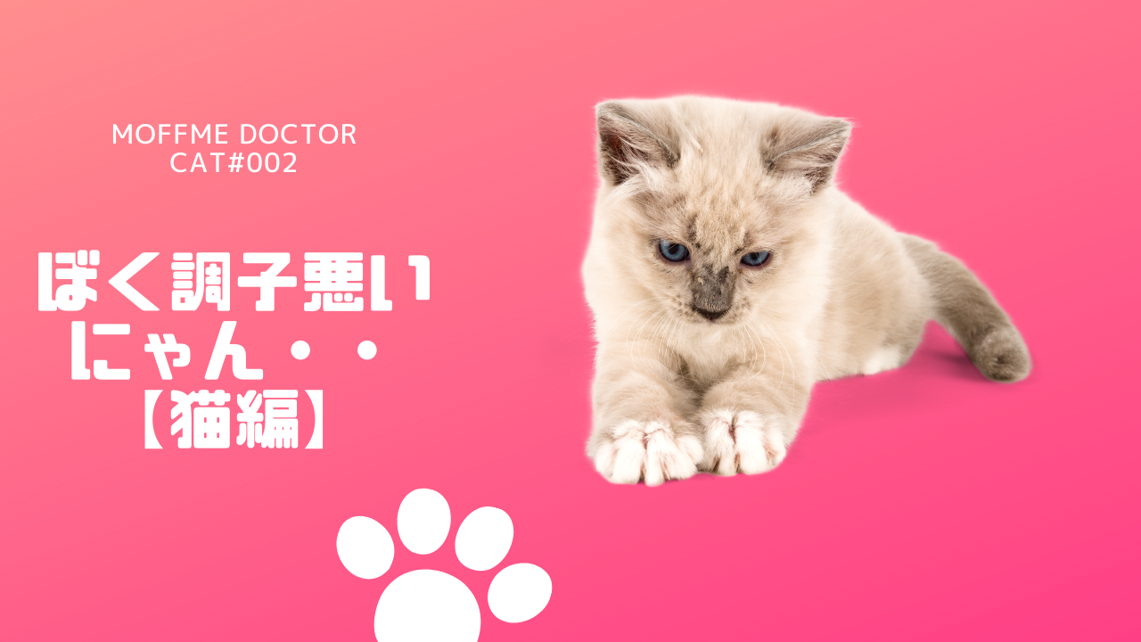 【MOFFME DOCTOR CAT】ニキビが治りません。その原因とは？のサムネイル画像